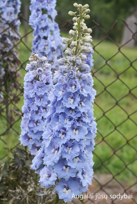 Pentinius (Delphinium) nr.3